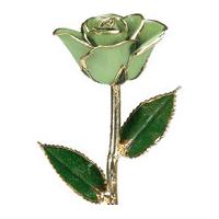 a light green 12inch 24kt gold trimmed rose