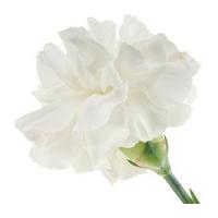 A Single Classic White Carnation