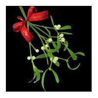 A Bunch of Berried Mistletoe with a Bow