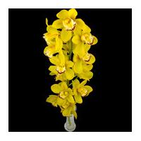 A Single Classic Yellow Cymbidium Orchid