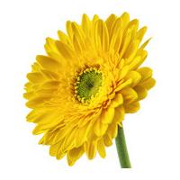 A Single Classic Yellow Gerbera