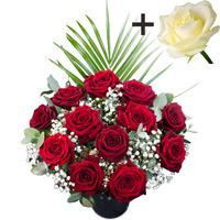 a single white rose surrounded by 11 deep red naomi roses