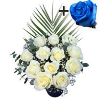 a single blue rose surrounded by 11 white roses