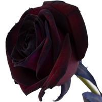 A Single Black Rose
