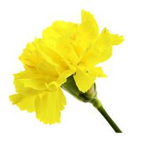 A Single Classic Yellow Carnation