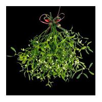 a huge ball of berried mistletoe with bow