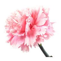 A Single Classic Pink Carnation