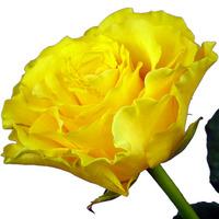 A Single Yellow Rose