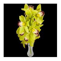 A Single Classic GREEN Cymbidium Orchid