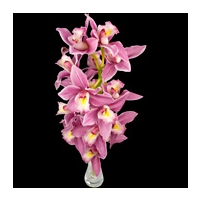 A Single Classic Pink Cymbidium Orchid