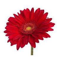 A Single Classic RED Gerbera