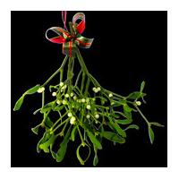 A Large Bunch of Berried Mistletoe with a Bow