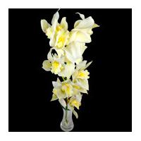 A Single Classic White Cymbidium Orchid