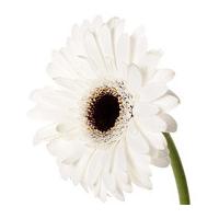 A Single Classic White Gerbera