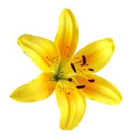 a single classic yellow lily