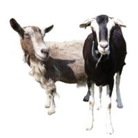 A Pair of Billy and Nanny goats