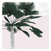 A Green Palms Blush By Clare Halifax