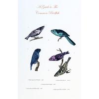 A Guide to the Common Bird-fish By Penelope Kenny