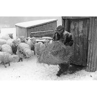 A Feed in the Blizzard By James Ravilious