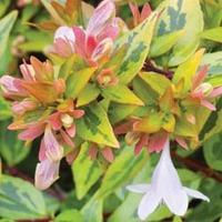 abelia x grandiflora kaleidoscope 1 x 8cm potted abelia plant