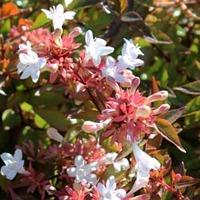 Abelia x grandiflora (Large Plant) - 1 x 3.5 litre potted abelia plant