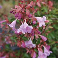 abelia pink pong 1 x 8cm potted abelia plant