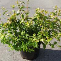 abelia x grandiflora kaleidoscope large plant 2 x 36 litre potted abel ...