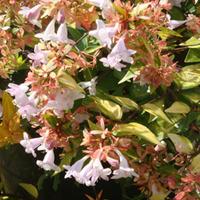 abelia x grandiflora francis mason large plant 2 x 36 litre potted abe ...