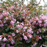 Abelia \'Edward Goucher\' (Large Plant) - 2 x 3.6 litre potted abelia plants