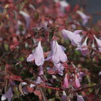 Abelia \'Pinky Bells\' (Large Plant) - 1 x 3.6 litre potted abelia plant