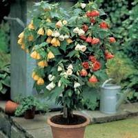 Abutilon \'Tricolour\' - 1 x 12cm pot (3 abutilon plants)