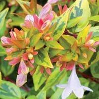 Abelia x grandiflora \'Kaleidoscope\' - 2 abelia plants in 8cm pots