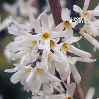 abeliophyllum distichum white forsythia plant in 9cm pot