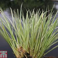 Acorus gramineus \'Variegatus\' (Marginal Aquatic) - 3 x 1 litre potted acorus plants