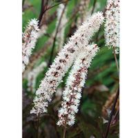 Actaea cordifolia (Large Plant) - 2 x 1 litre potted actaea plants