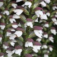 Acanthus spinosus (Large Plant) - 3 x 1 litre potted acanthus plants