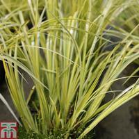 Acorus gramineus \'Ogon\' (Marginal Aquatic) - 1 x 1 litre potted acorus plant
