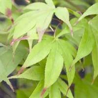 acer palmatum osakazuki seedling 2 x 7cm potted acer plants