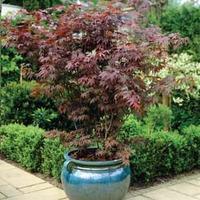 Acer palmatum (Large Plant) - 1 x 3.5 litre potted acer plant