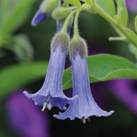 Acnistus australis \'Blue Angel\'s Trumpet\' - 2 x 9cm potted acnistus plants