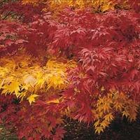 Acer \'Autumn Coloured Hybrids Mixed\' - 1 packet (20 acer seeds)