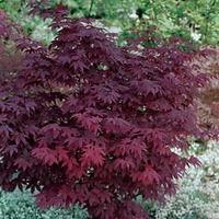 acer palmatum atropurpureum 1 x 105cm potted acer plant