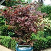 Acer palmatum \'Atropurpureum\' - 1 x 7cm potted acer plant