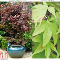 Acer palmatum Duo - 2 x 7cm potted acer plants - 1 of each variety