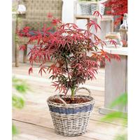 Acer palmatum \'Starfish\' - 2 x 3 litre potted acer plants