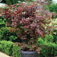 Acer palmatum (Large Plant) - 3 x 3.5 litre potted acer plants