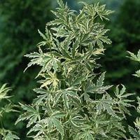 acer palmatum butterfly 1 x 105cm potted acer plant