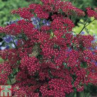 Achillea \'Cassis\' (Garden Ready) - 15 achillea garden ready plants