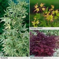 Acer palmatum Collection - 3 x 10.5cm potted acer plants - 1 of each variety