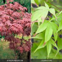 Acer palmatum Duo - 4 acer plants in 7cm pots - 2 of each variety